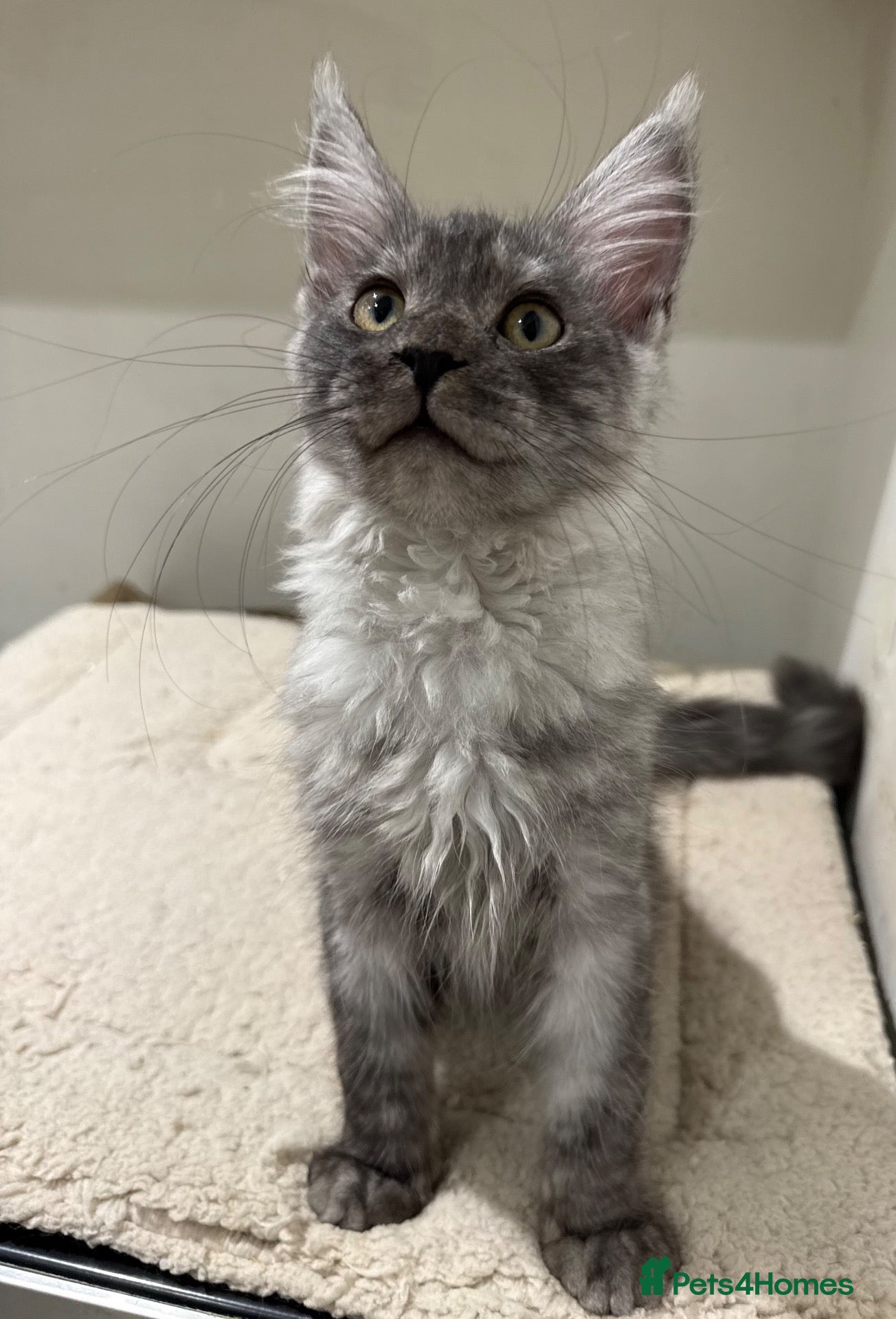 Maine Coon cats 🐈‍⬛Registered Maine Coons - Advert 1