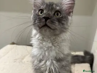 Maine Coon cats 🐈⬛Registered Maine Coons - Advert 1