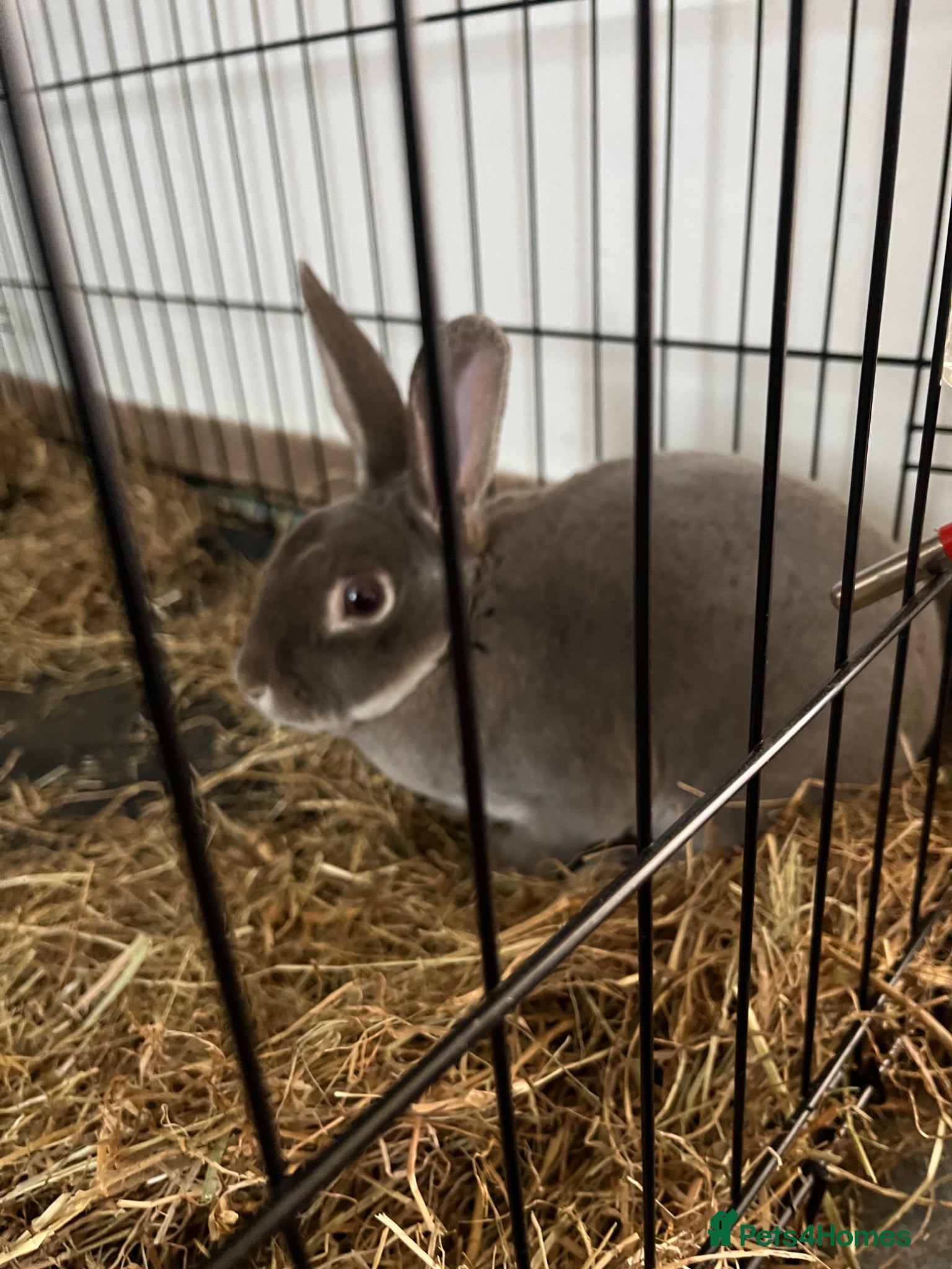 Rex rabbits for sale: Mini Rex Buck  in Ashton-under-Lyne - Advert 3