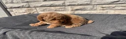 Toy Poodle dogs for sale: Beautiful red toy poodles  - Advert 3