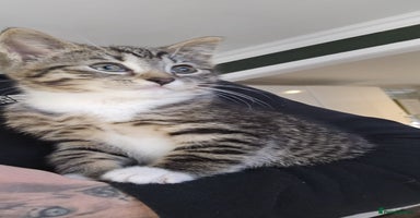Mixed Breed cats - Advert 10