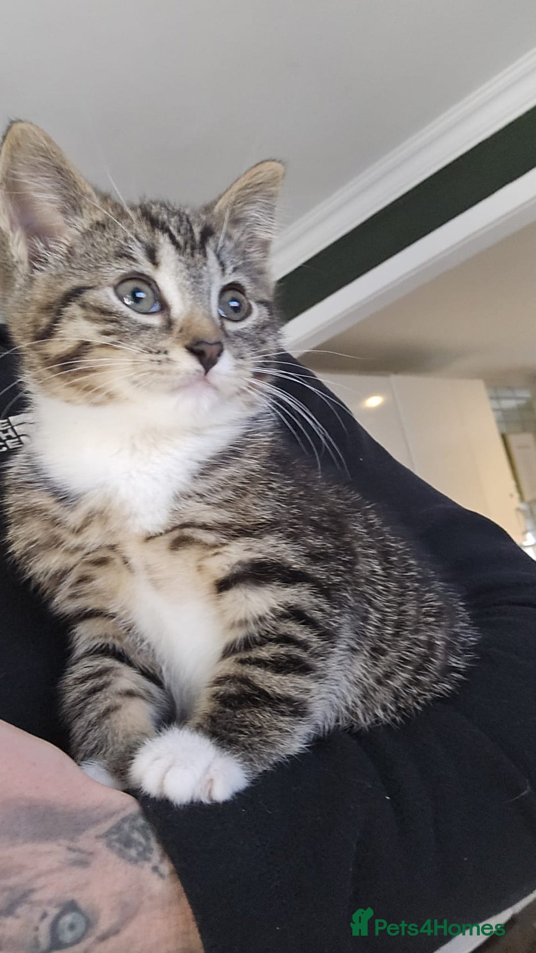 Mixed Breed cats for sale: Stunning kittens - Image 2