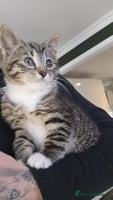 Mixed Breed cats - Advert 15