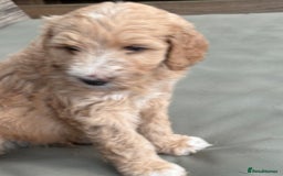 Labradoodle dogs for sale: F1B Labradoodles: available from Aug 2nd. in Uxbridge - Image 4