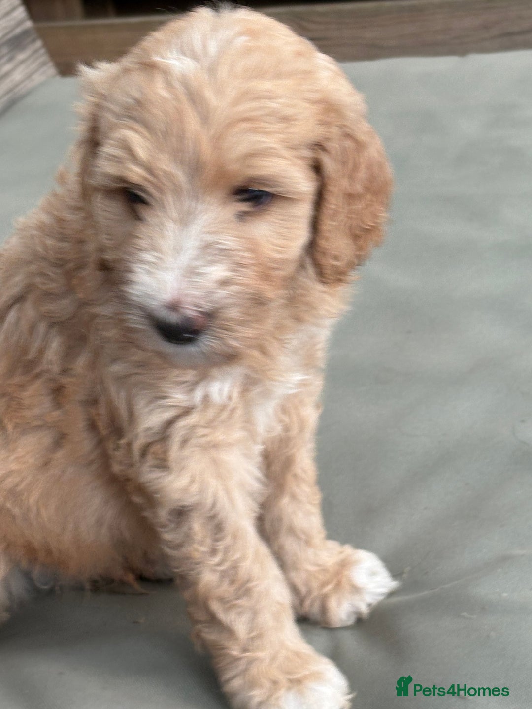 Labradoodle dogs for sale: F1B Labradoodles: available from Aug 2nd. in Uxbridge - Image 4