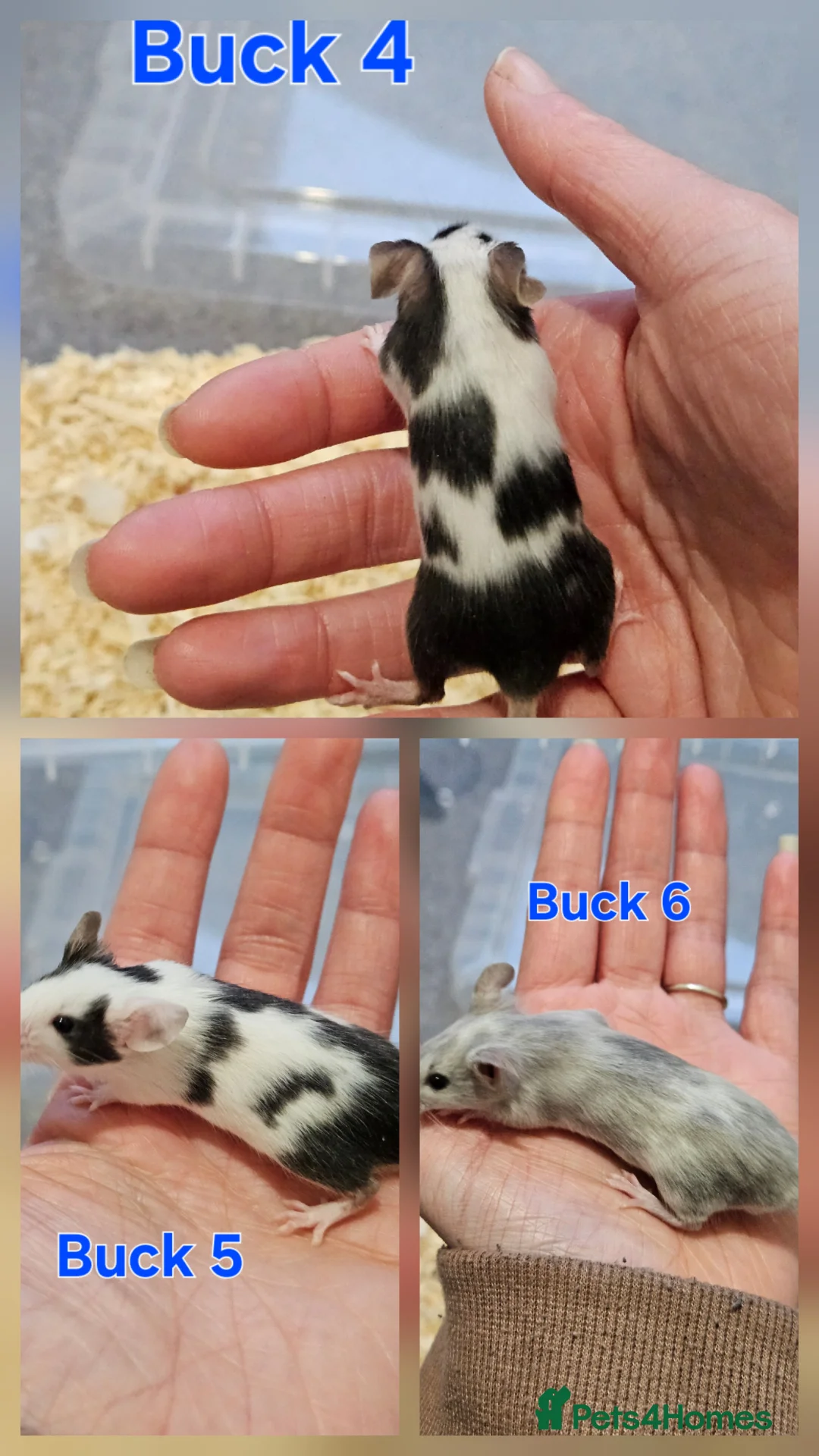 Mouse rodents for sale: Fancy mice  - Advert 3