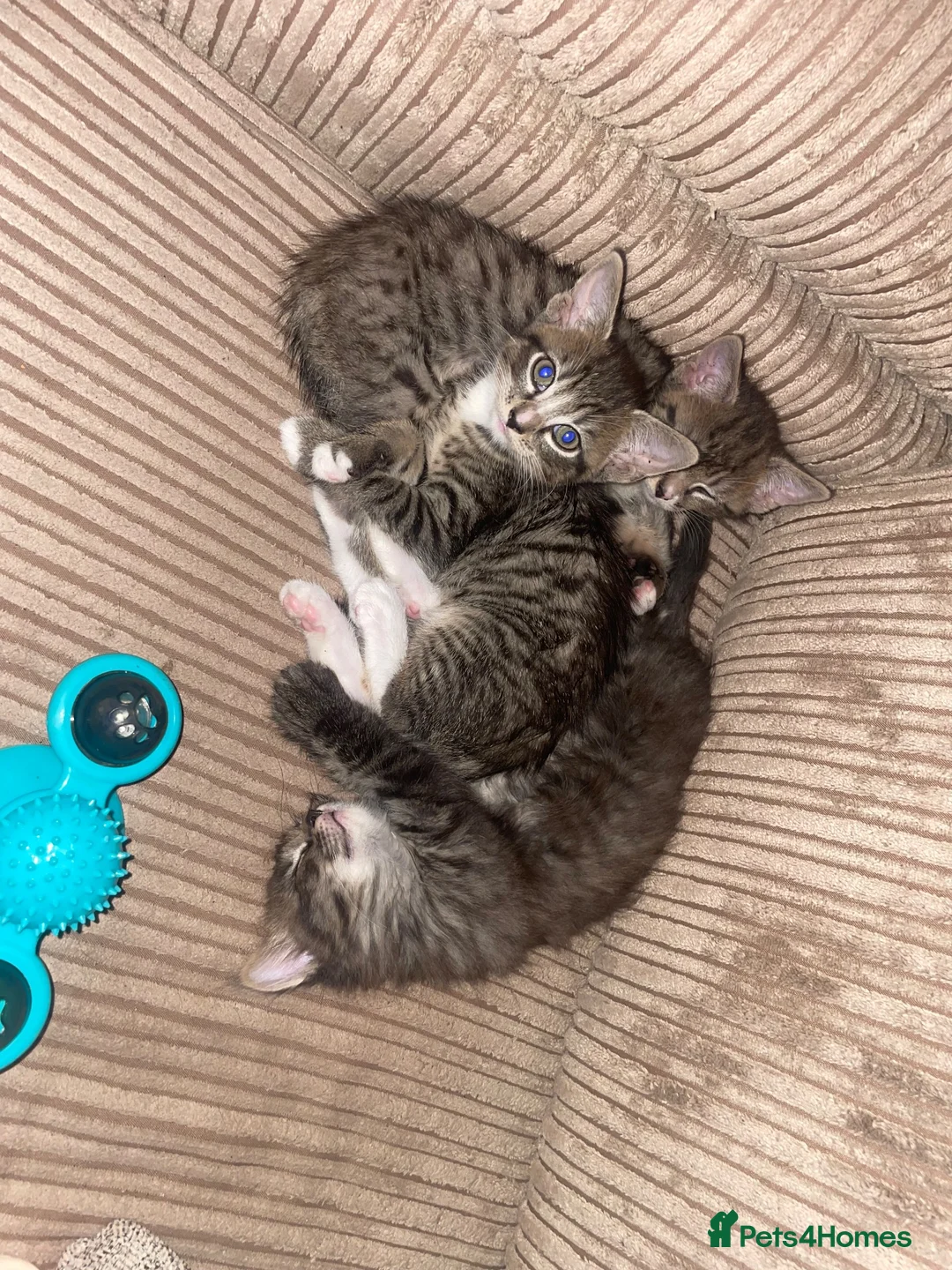 Maine Coon cats for sale: Playful, cuddly kittens  - Advert 13