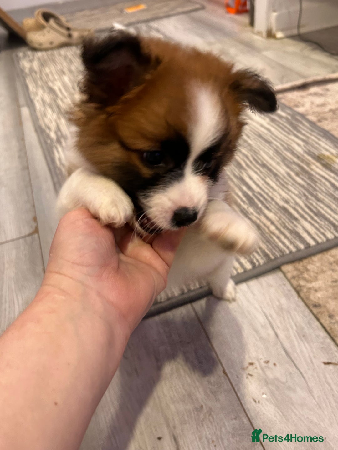 Mixed Breed dogs for sale: German spitz cross - Advert 5