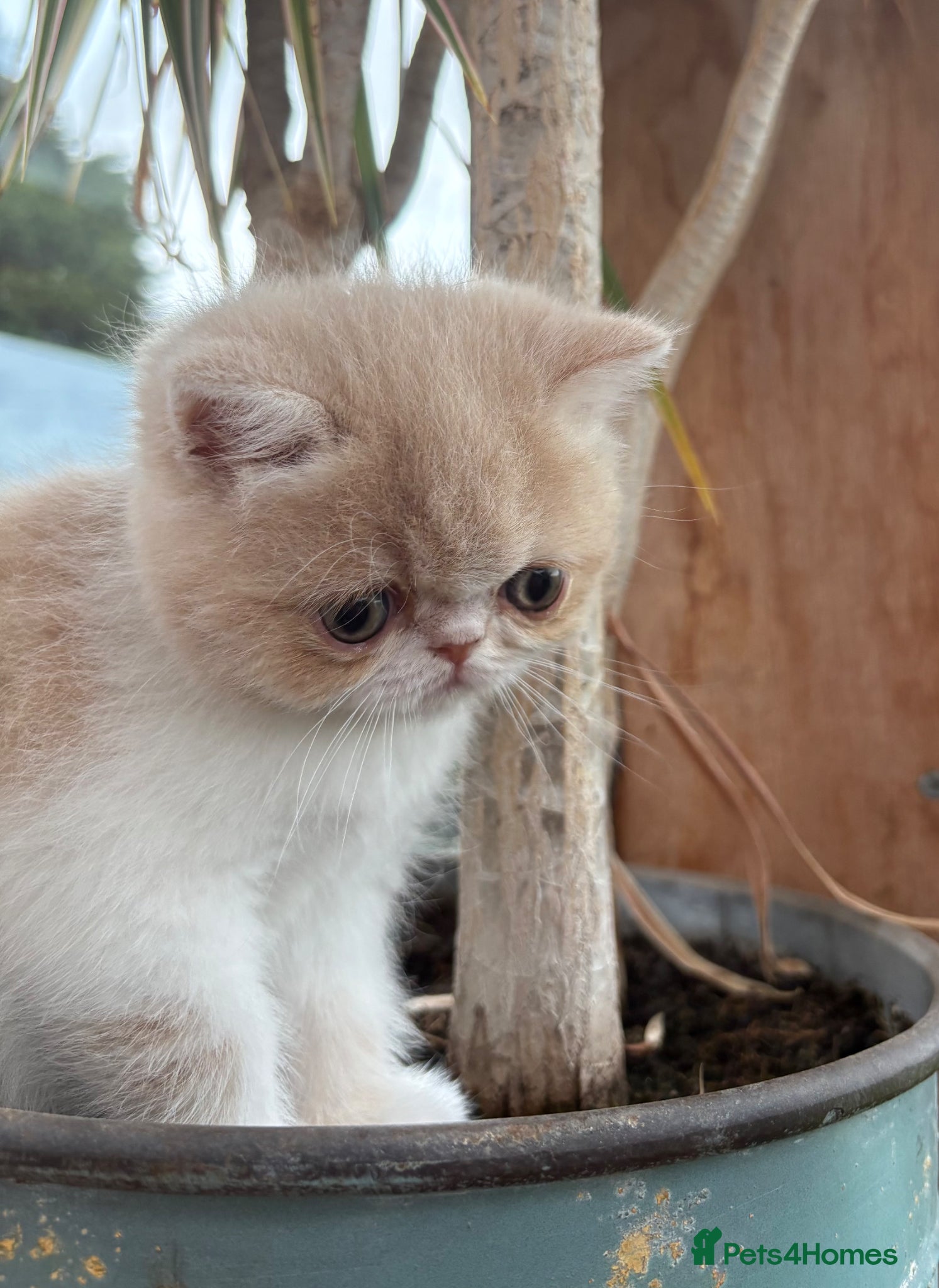 Exotic cats for sale: Exotic kittens two female  - Advert 12