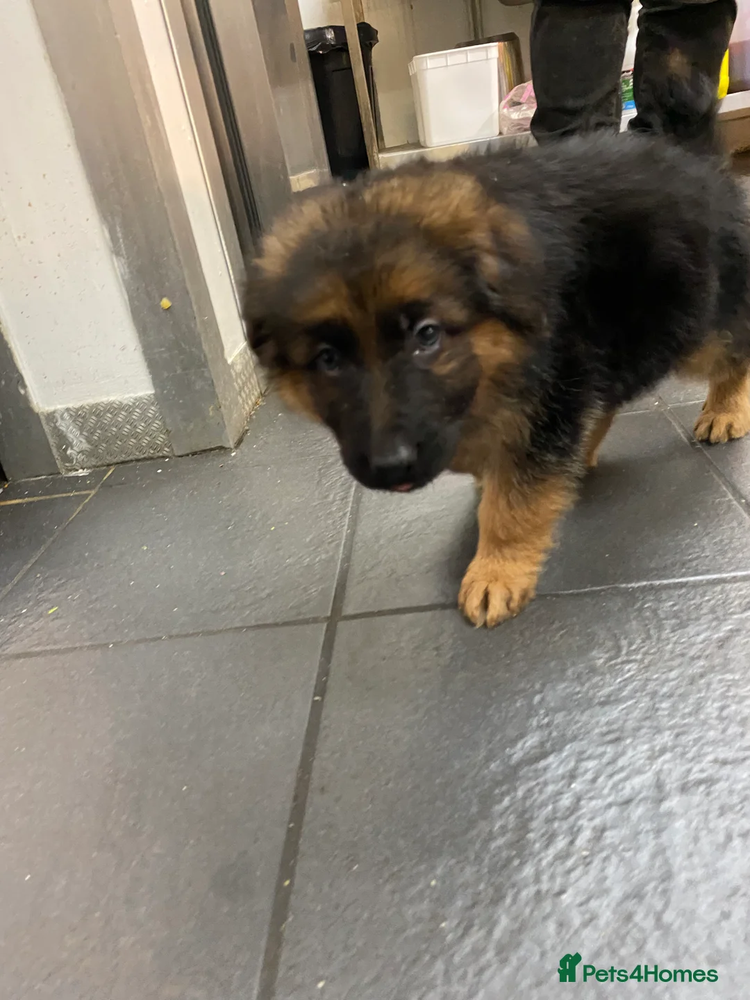 German Shepherd dogs for sale: Charming german shepherd puppy - Advert 5