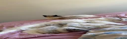 Ragdoll cats for sale: Pedigree Ragdoll Registered Kittens  🌸  - Advert 4