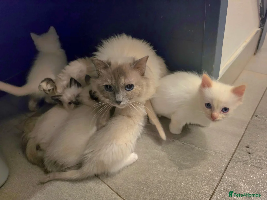 Ragdoll cats for sale: Stunning ragdoll kittens - Advert 1