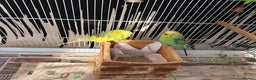 Mixed Breed birds for sale: Budgies for sale - Advert 7