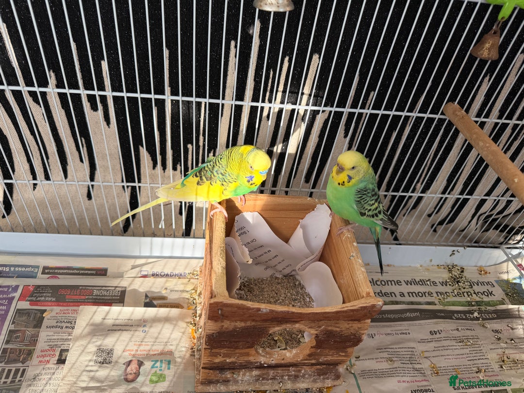 Mixed Breed birds for sale: Budgies for sale - Advert 7