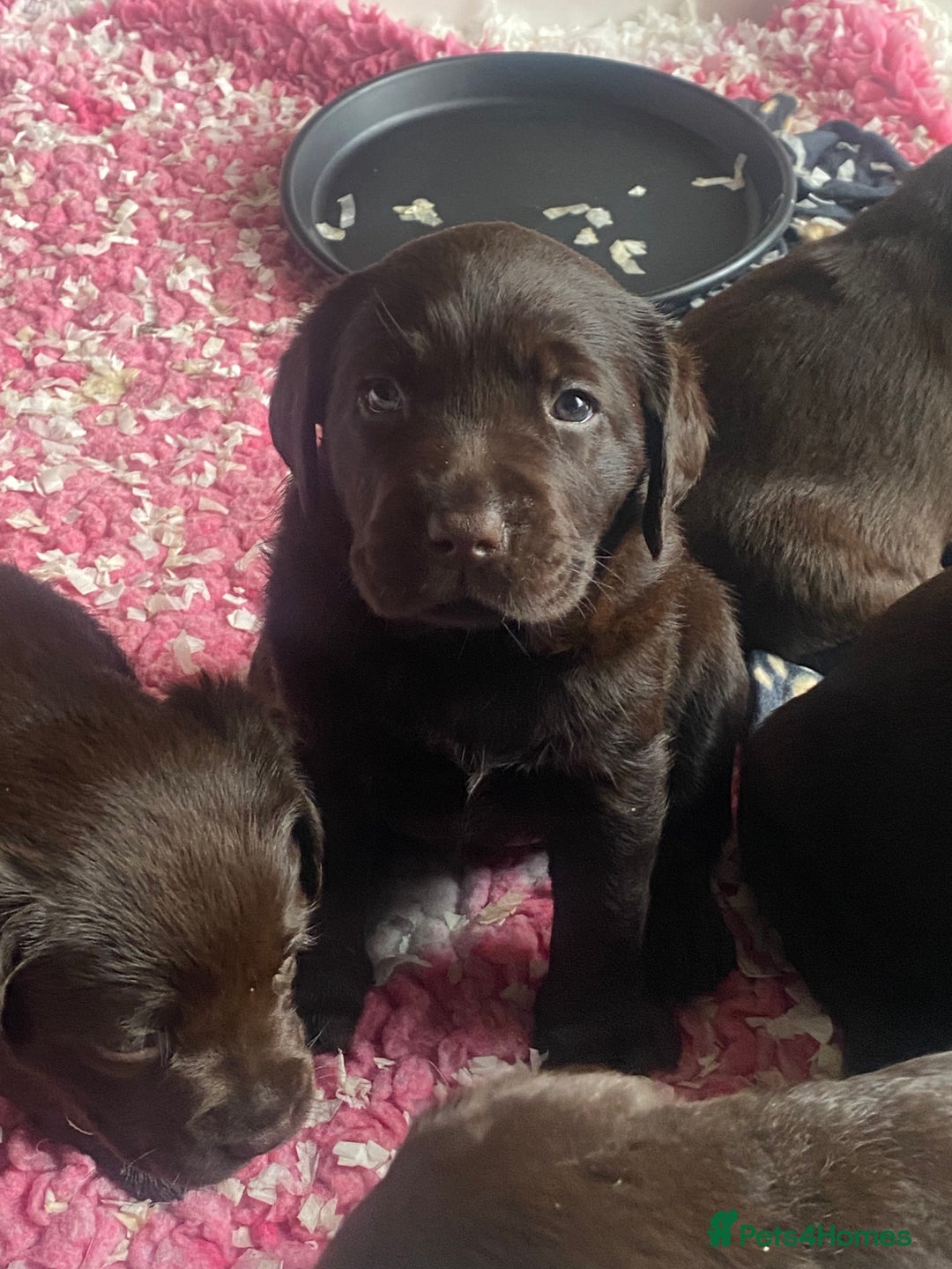 Labrador Retriever dogs for sale: Chocolate Labrador Puppies  - Advert 7