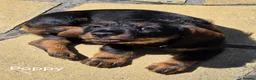 Dachshund dogs for sale: READY NOW Lovely Bunch Standard Dachshund puppies - Advert 18