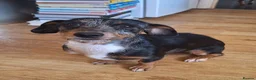 Jackshund dogs for sale: Beautiful miniature dachshund cross jack russell  - Advert 5