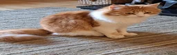 Mixed Breed cats for sale: Polydactyl Brindle Kitten - Advert 1