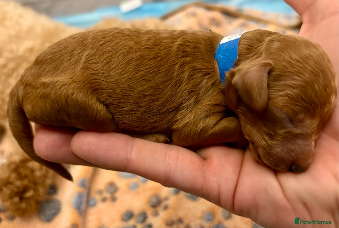 Miniature Poodle dogs for sale: **All Reserved** Stunning Deep Red Mini Poodle - Advert 36