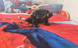 Dachshund dogs for sale: 1 male dachund pup left for sale  - Image 3