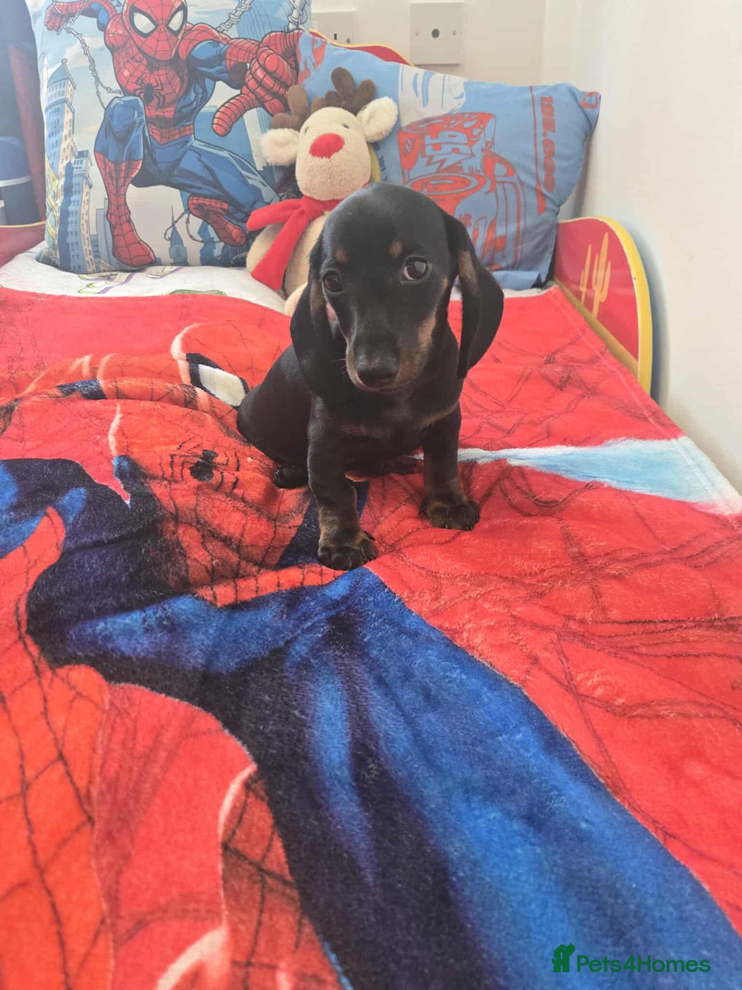 Dachshund dogs for sale: 1 male dachund pup left for sale  - Image 3