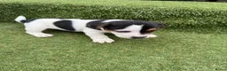 Jack Russell dogs for sale: Stunning Jack Russell‘s in Liskeard - Advert 8