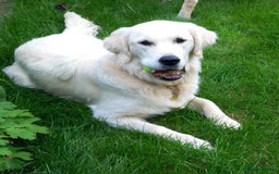 Golden Retriever dogs for sale: Gorgeous pedigree golden retriever puppies - Image 29