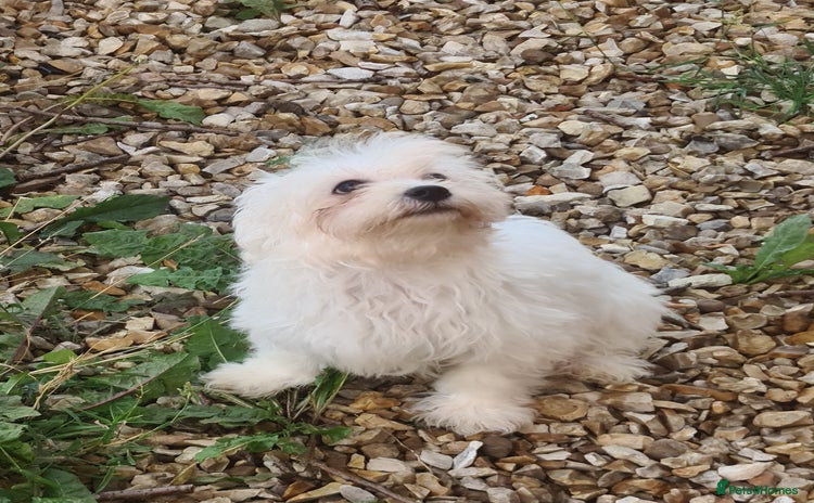Bichon Frise dogs - Advert 3