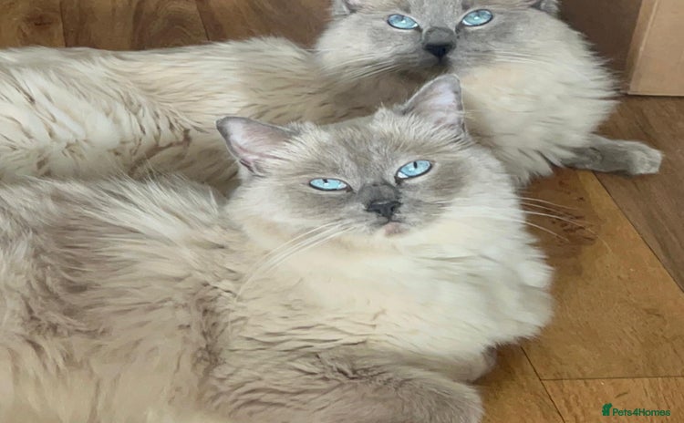 Ragdoll cats - Advert 8