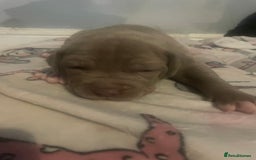 American Bully dogs for sale: Stunning bully pups  - Image 2