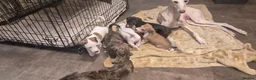 Mixed Breed dogs for sale: Beautiful Lurcher x jackshund - Advert 16