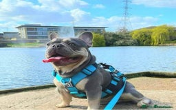 French Bulldog dogs for sale: French bulldogs puppies - Image 30