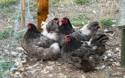 Chickens poultry for sale: Blue and Buff Orpington Chickens  - Image 1