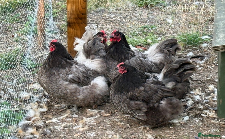 Chickens poultry - Advert 1