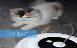 Ragcoon cats for sale: FINAL REDUCTION £300  Stunning, chunky ragcoons  - Image 6