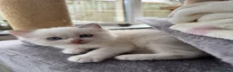 Ragdoll cats for sale: GCCF Registered Ragdoll Kittens - Advert 2