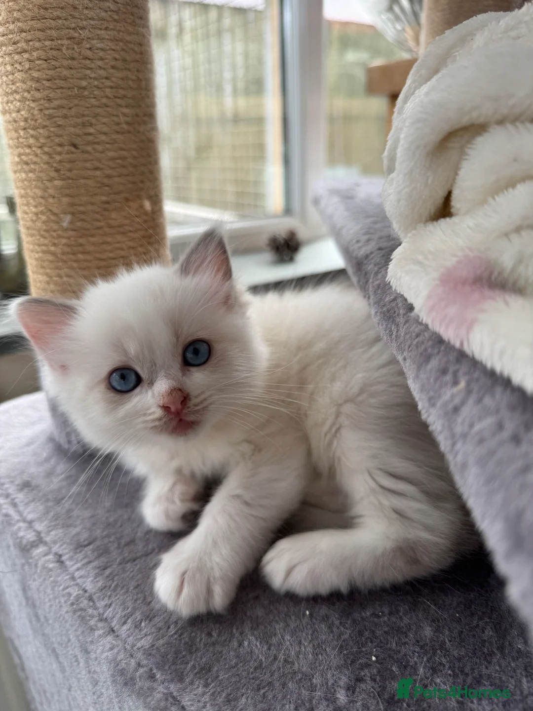 Ragdoll cats for sale: GCCF Registered Ragdoll Kittens - Advert 2