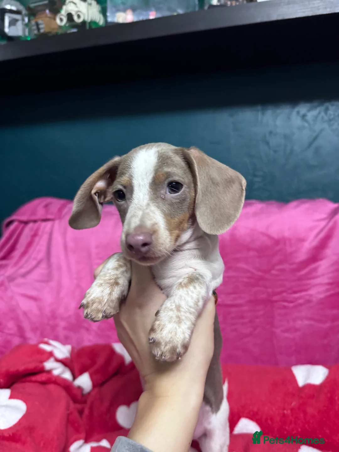 Miniature Dachshund dogs for sale: 4 cute piebald miniature dachshunds available  - Advert 18