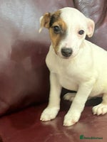 Jack Russell dogs Jack Russell pups - Advert 4