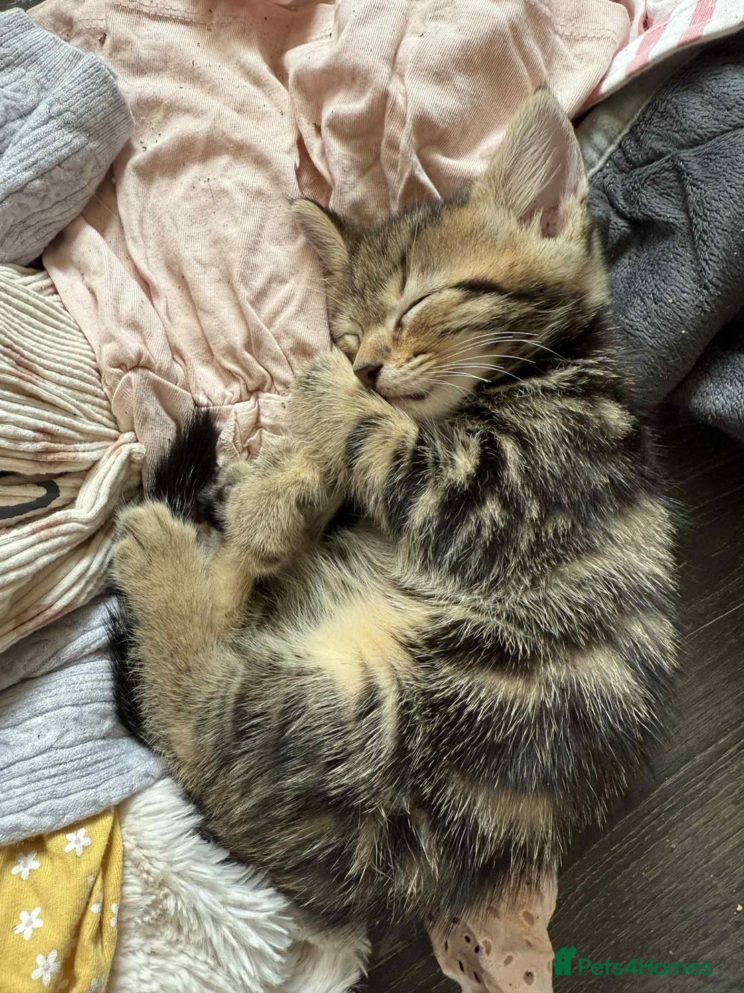 Savannah cats for sale: 3 beautiful kittens  - Image 22