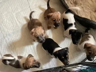 Jack Russell dogs Beautiful Jack Russell puppies - Advert 1