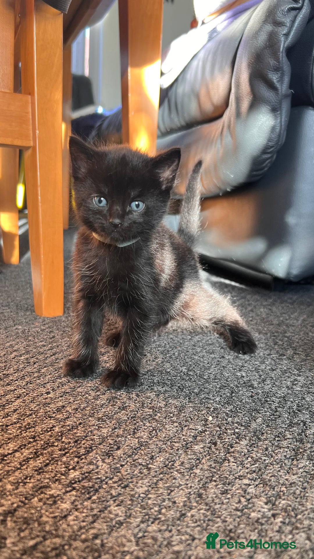 Mixed Breed cats for sale: adorable tuxedo kittens - Advert 16