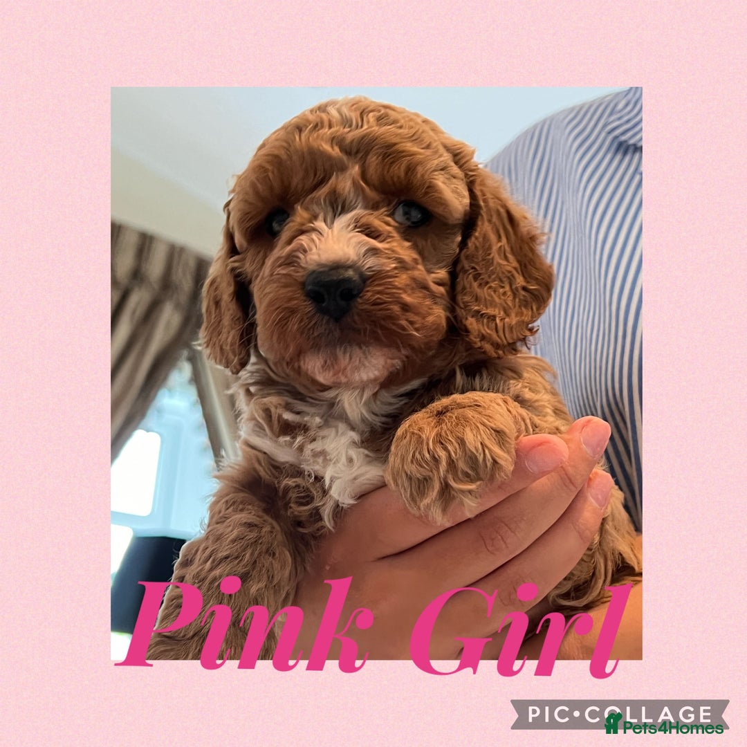 Cavapoo dogs for sale: F1b Cavapoo puppies  - Advert 10