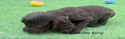 Cocker Spaniel dogs for sale: Beautiful cocker spaniel - Advert 8