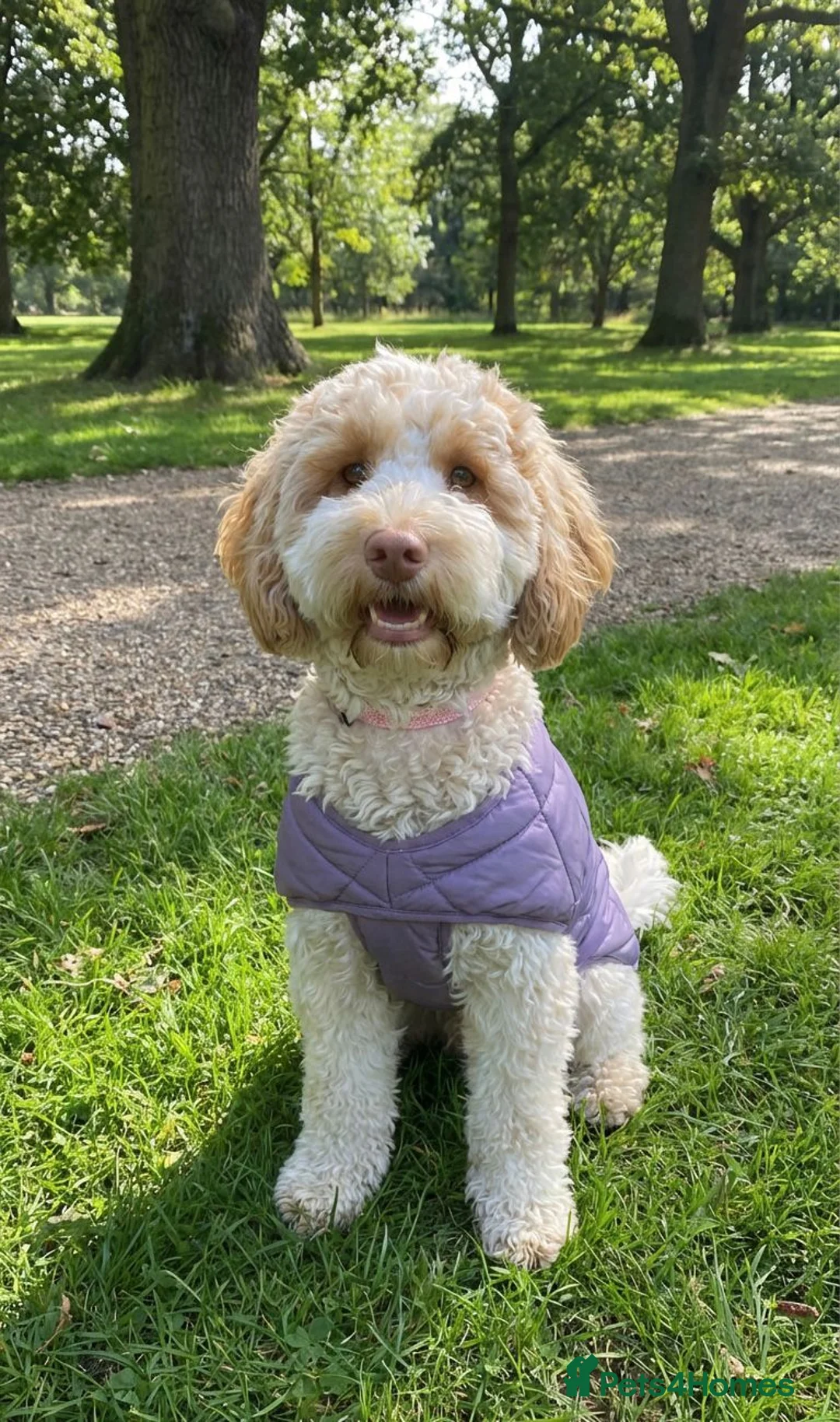 Cockapoo dogs for sale: Cockerpoo ( speyed) Apricot - Advert 1