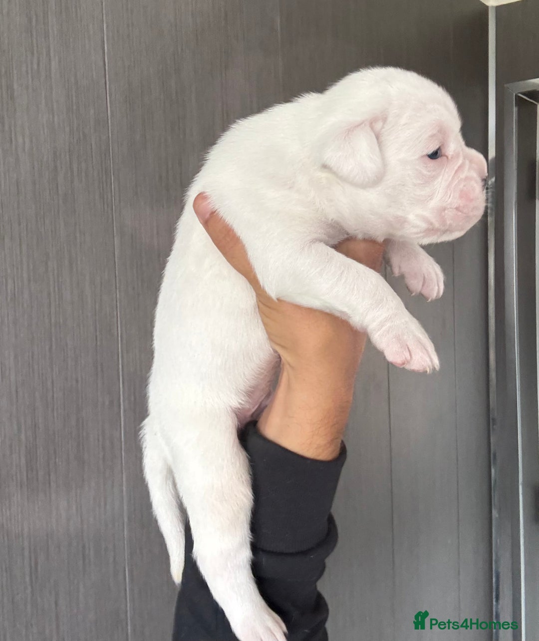 Boxer dogs for sale: Quality Well Bred Boxer Babies - Image 7