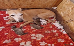 Whippet dogs for sale: KC Registered Whippet Pups - 2 girls left - Image 1