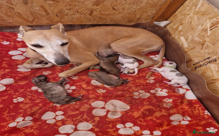 Whippet dogs - Advert 3