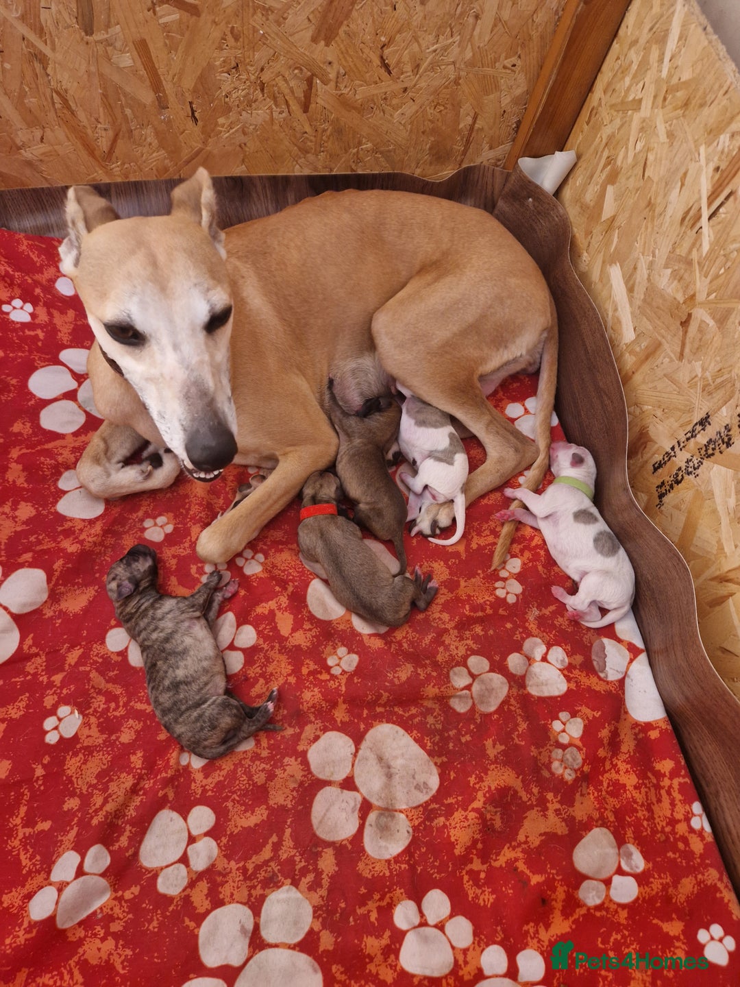Whippet dogs for sale: KC Registered Whippet Pups - 2 girls left - Image 1