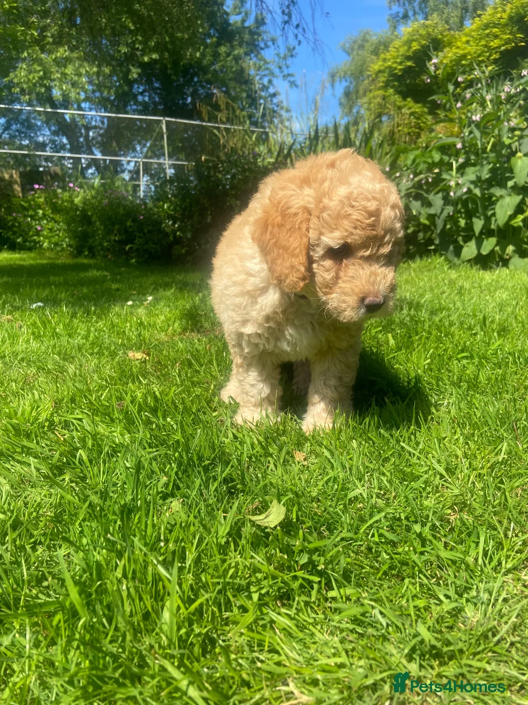 Cockapoo dogs for sale: Cockapoo boys  - Advert 5